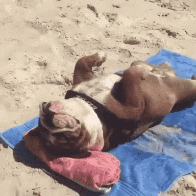 dog-sunbathing
